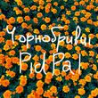 Песня Pidpal - Чорнобривці